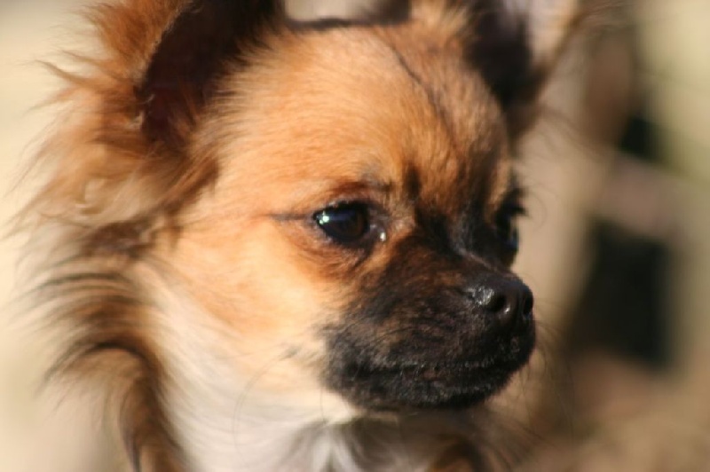 Les Chihuahua de l'affixe Des Petits Loups Noirs