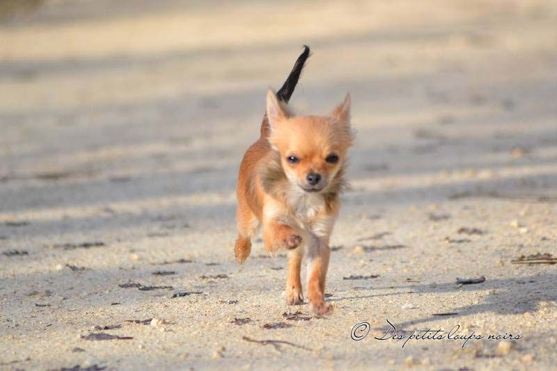 Napaloa Des Petits Loups Noirs