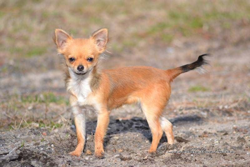 Napaloa Des Petits Loups Noirs