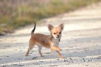 Des Petits Loups Noirs - Chihuahua - Portée née le 11/07/2017