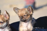 Des Petits Loups Noirs - Chihuahua - Portée née le 07/11/2016