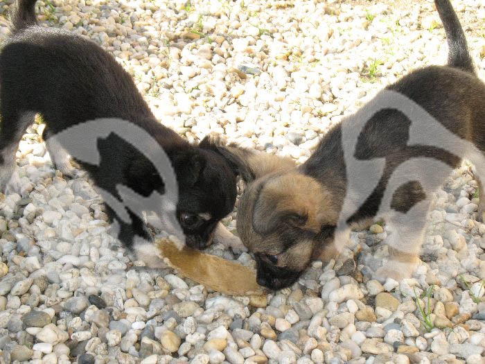 Des Petits Loups Noirs - Chihuahua - Portée née le 23/08/2012