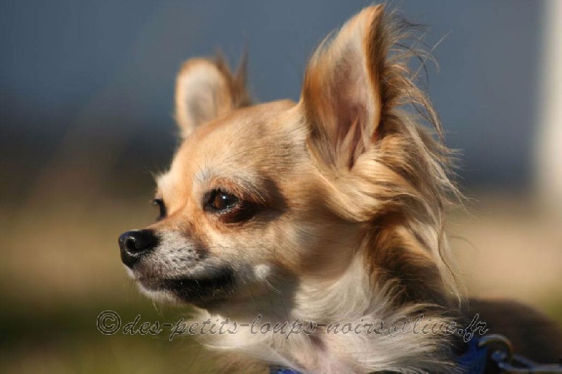 Coyotte
