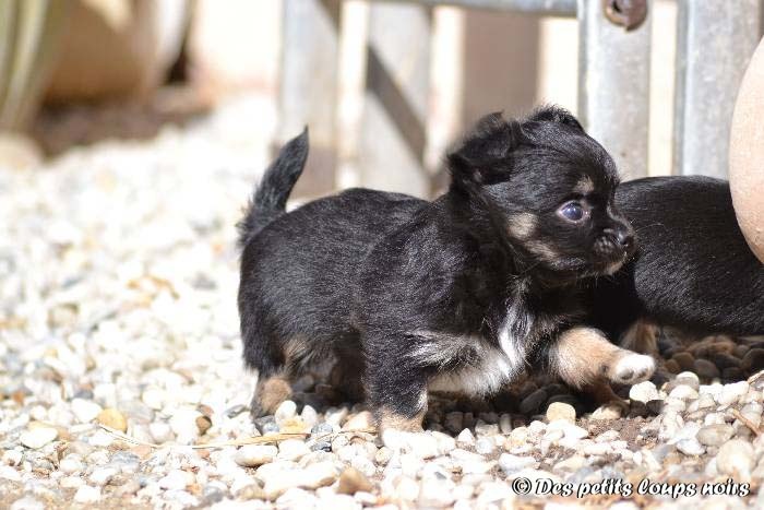 Des Petits Loups Noirs - Chihuahua - Portée née le 28/07/2013