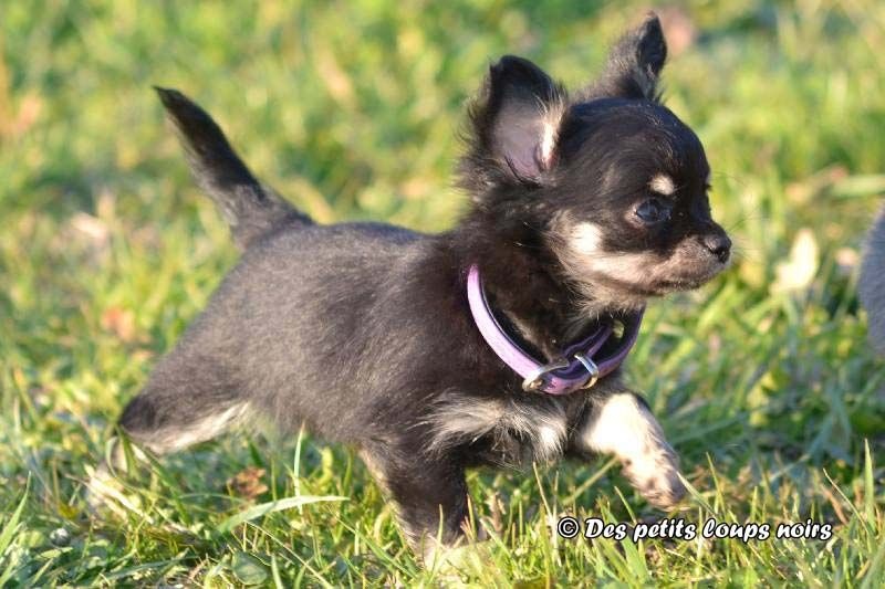 Des Petits Loups Noirs - Chihuahua - Portée née le 16/10/2015