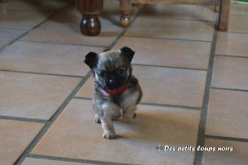 Des Petits Loups Noirs - Chihuahua - Portée née le 31/10/2014